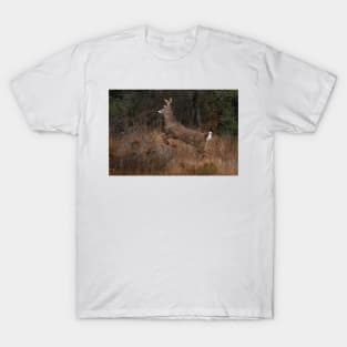 Early Morning Buck - White-tailed Deer T-Shirt